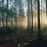 Forêts résilientes comme tampon contre le réchauffement climatique 