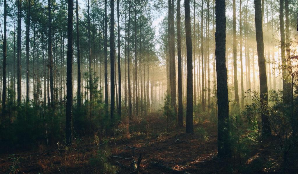 Forêts et nature résilientes en Wallonie comme tampon contre le réchauffement climatique