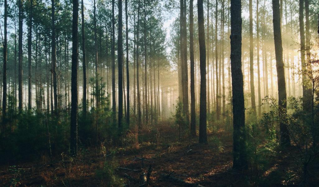 Veerkrachtige bossen als buffer tegen klimaatopwarming